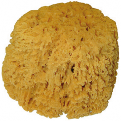 Natursvamp 16-18cm